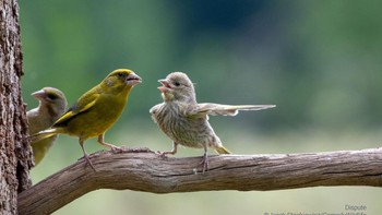 Sepertinya burung di kanan punya cerita menarik. Foto: Comedy Wildlife Photo Awards