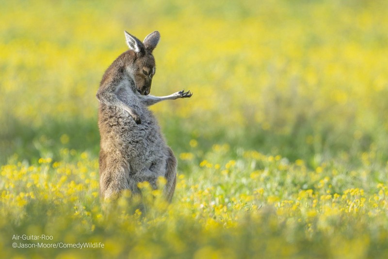 Comedy Wildlife Photo Awards