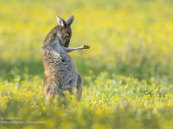 Deretan Foto Komedi Hewan Bikin Ngakak