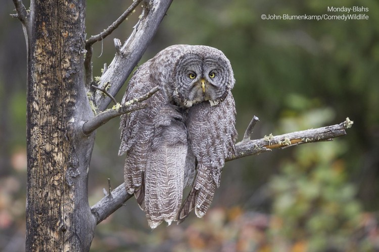 Comedy Wildlife Photo Awards