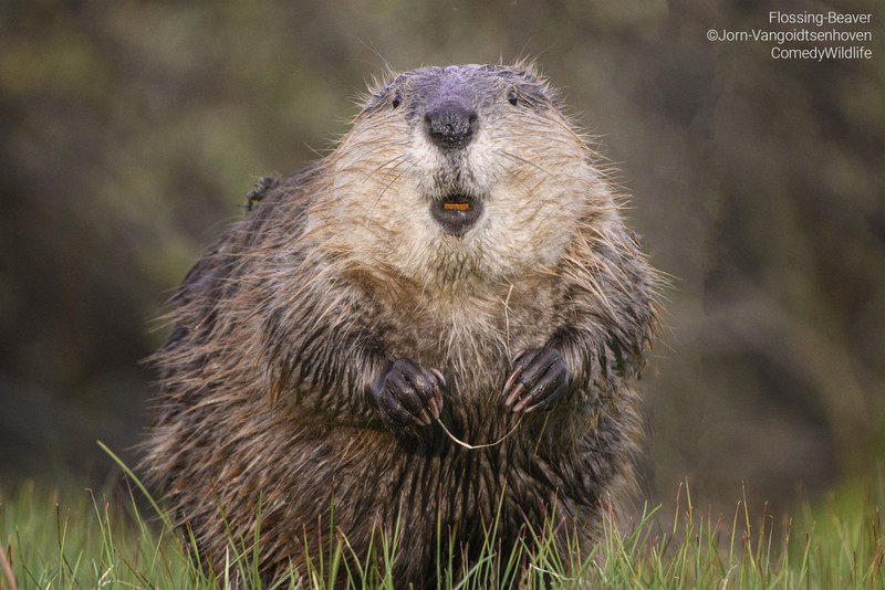 Comedy Wildlife Photo Awards
