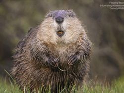 Deretan Foto Komedi Hewan Bikin Ngakak