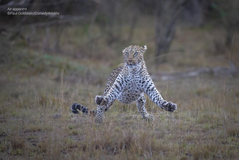 Comedy Wildlife Photo Awards