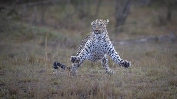 Cheetah yang ekrpesinya lucu. Foto: Comedy Wildlife Photo Awards
