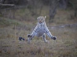 Deretan Foto Komedi Hewan Bikin Ngakak