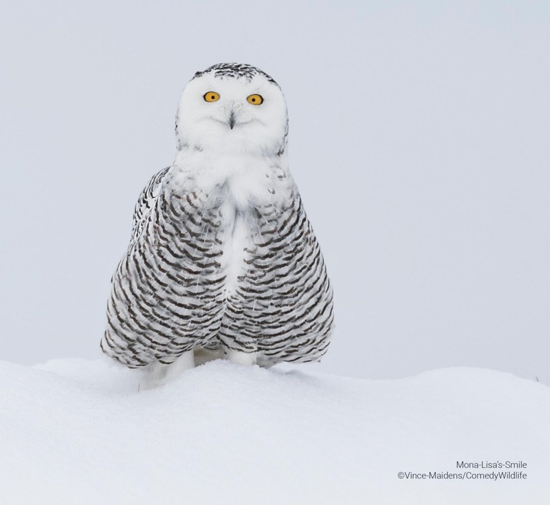 Comedy Wildlife Photo Awards