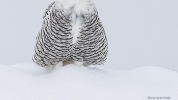 Burung hantu sedang tersenyum. Foto: Comedy Wildlife Photo Awards
