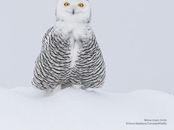 Deretan Foto Komedi Hewan Bikin Ngakak