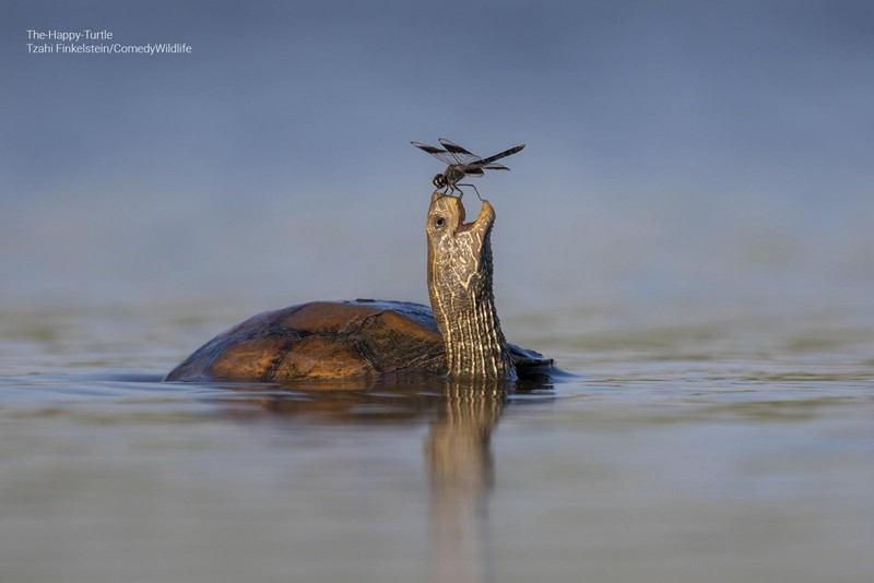 Comedy Wildlife Photo Awards
