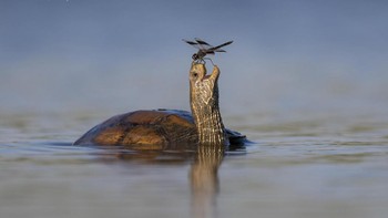 Kura-kura dan sahabatnya. Foto: Comedy Wildlife Photo Awards