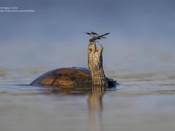 Deretan Foto Komedi Hewan Bikin Ngakak