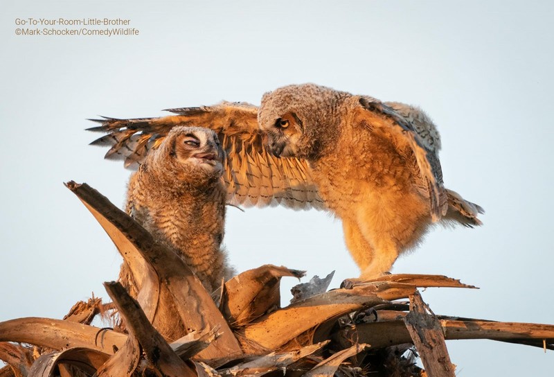 Comedy Wildlife Photo Awards