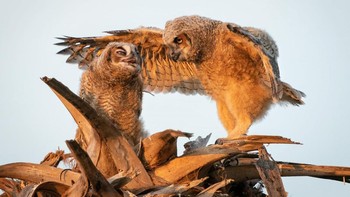 Mungkin burung hantu itu sedang menasehati adiknya. Foto: Comedy Wildlife Photo Awards