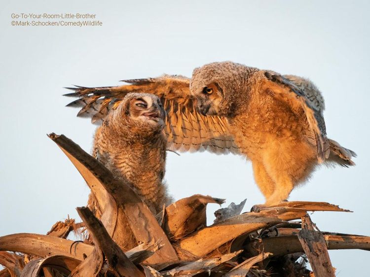 Deretan Foto Komedi Hewan Bikin Ngakak