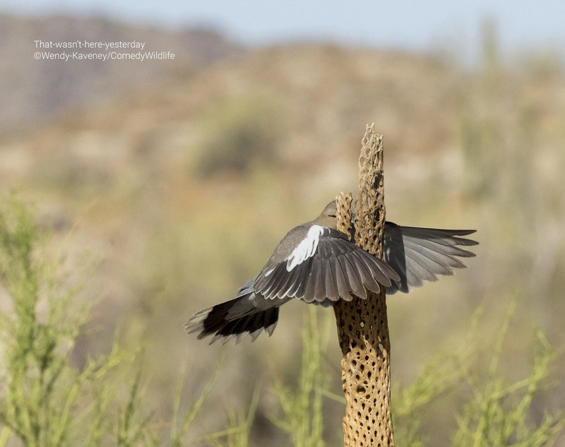 Comedy Wildlife Photo Awards