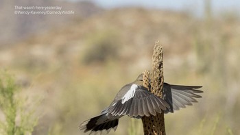 Burung yang kurang hati-hati. Foto: Comedy Wildlife Photo Awards