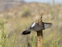 Deretan Foto Komedi Hewan Bikin Ngakak