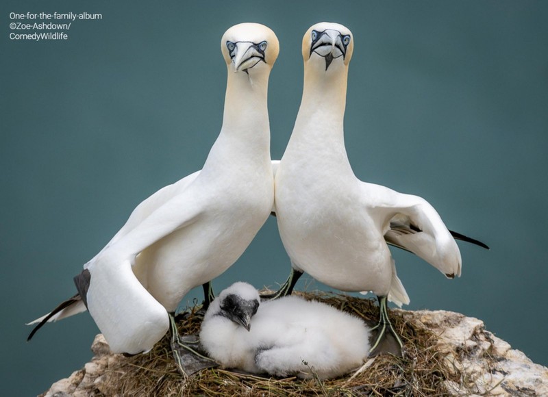 Comedy Wildlife Photo Awards