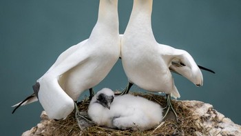 Foto keluarga yang sungguh elegan. Foto: Comedy Wildlife Photo Awards