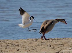 Deretan Foto Komedi Hewan Bikin Ngakak
