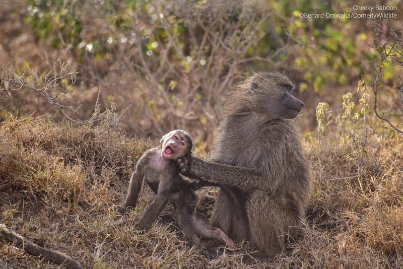 Comedy Wildlife Photo Awards