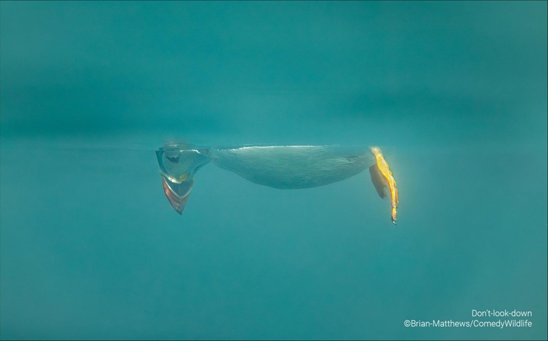 Comedy Wildlife Photo Awards