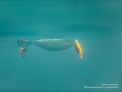 Deretan Foto Komedi Hewan Bikin Ngakak