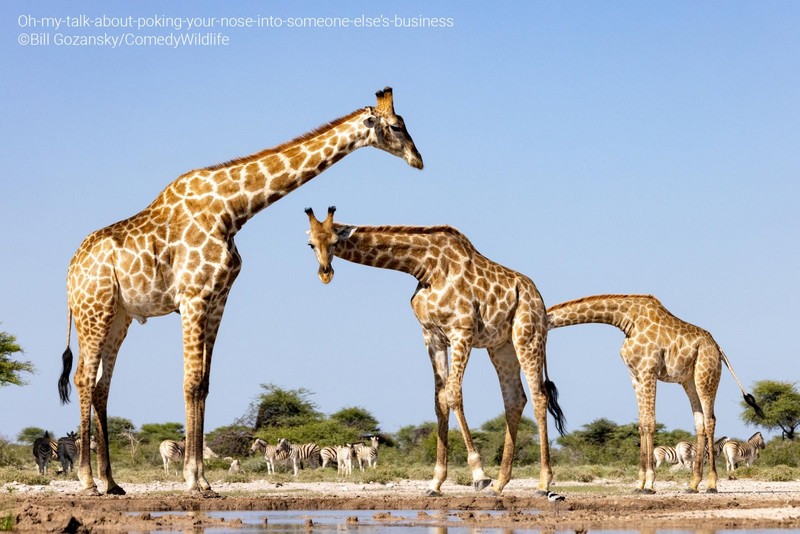 Comedy Wildlife Photo Awards