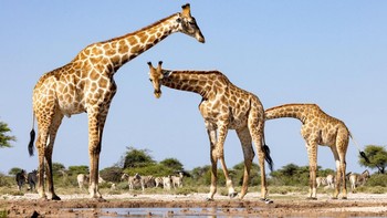 Waduh salah satu kepala jerapah ada yang hilang. Foto: Comedy Wildlife Photo Awards