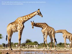 Deretan Foto Komedi Hewan Bikin Ngakak