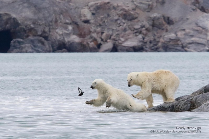 Comedy Wildlife Photo Awards