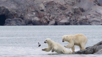 Sepertinya beruang yang di belakang jahil degan menjatuhkan temannya. Foto: Comedy Wildlife Photo Awards