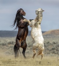 Comedy Wildlife Photo Awards
