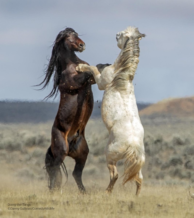 Comedy Wildlife Photo Awards