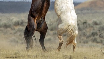 Sungguh elegan gerakan dua kuda yang sedang berdansa ini. Foto: Comedy Wildlife Photo Awards