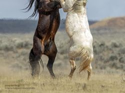 Deretan Foto Komedi Hewan Bikin Ngakak