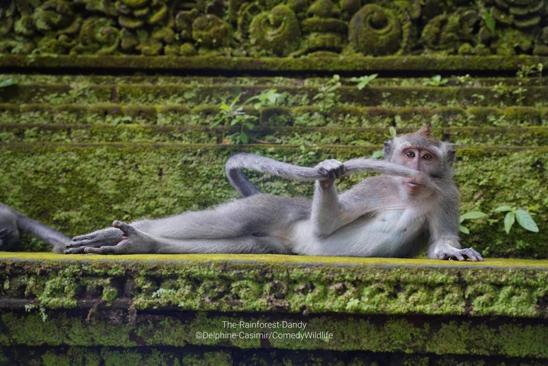 Comedy Wildlife Photo Awards
