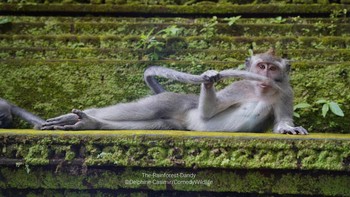 Stylish sekali monyet ini. Foto: Comedy Wildlife Photo Awards