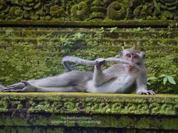 Deretan Foto Komedi Hewan Bikin Ngakak