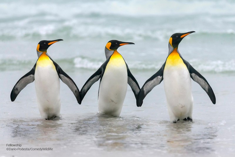 Comedy Wildlife Photo Awards