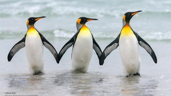 Tiga penguin sahabat yang tak terpisahkan. Foto: Comedy Wildlife Photo Awards