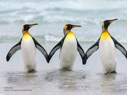 Deretan Foto Komedi Hewan Bikin Ngakak