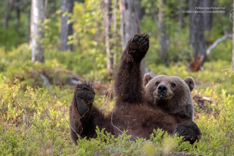 Comedy Wildlife Photo Awards