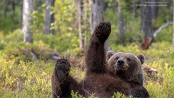 Beruang yang sangat ramah dan suka melambaikan tangan. Foto: Comedy Wildlife Photo Awards