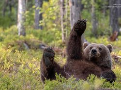 Deretan Foto Komedi Hewan Bikin Ngakak