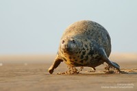 Comedy Wildlife Photo Awards