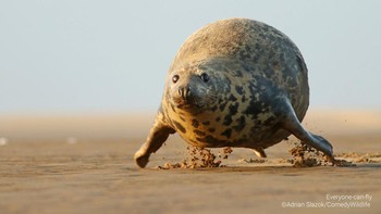 Penghargaan yang digagas tahun 2015 oleh fotografer profesional Paul Joynson-Hicks dan Tom Sullam ini punya misi mempromosikan konservasi satwa liar. Ini salah satu foto finalis untuk tahun 2023. Foto: Comedy Wildlife Photo Awards