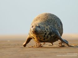 Deretan Foto Komedi Hewan Bikin Ngakak