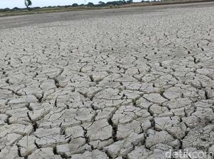 Dahiat Kekeringan di NTT: Minum Air dari Batang Pisang-Harga Beras Mencekik