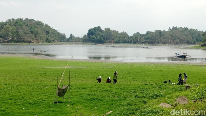 Danau Situ Gede Tasikmalaya yang kini terlihat seperti padang rumput.